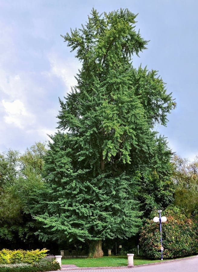 Volwassen Ginkgo biloba in herfst met karakteristieke geel gebladerte tegen een blauwe lucht
