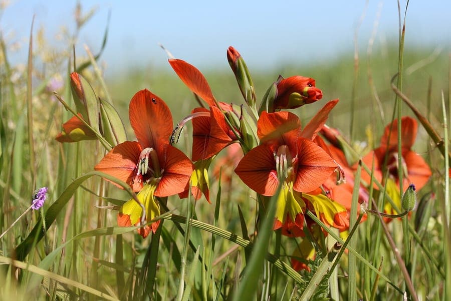 Gladiolus alatus winged flowers