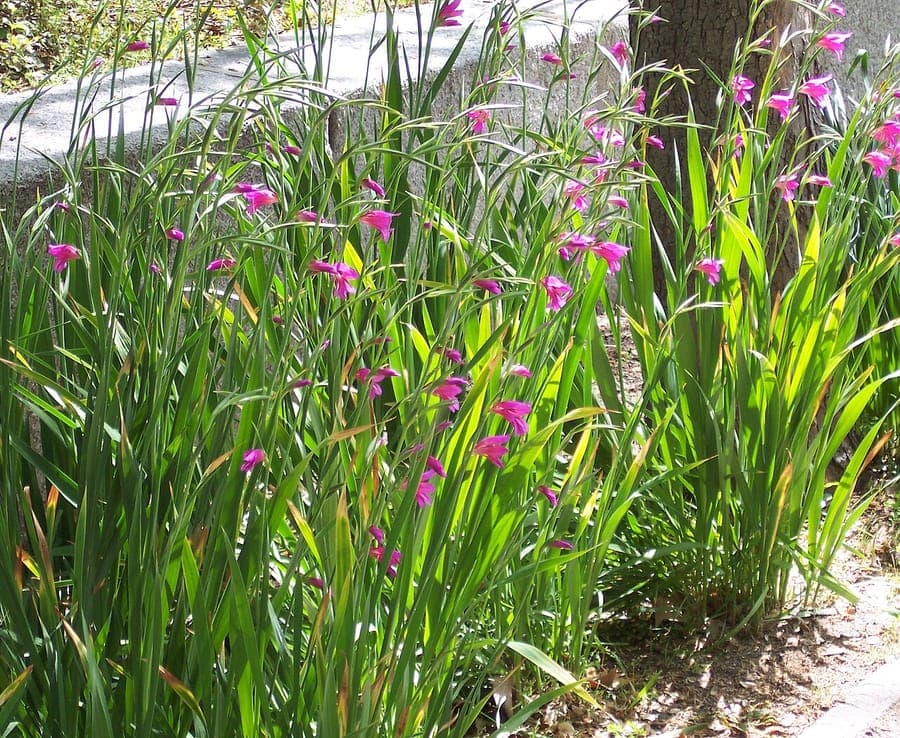 Lila Blüten der Garten-Siegwurz in voller Blüte auf einem sonnigen, trockenen Hang