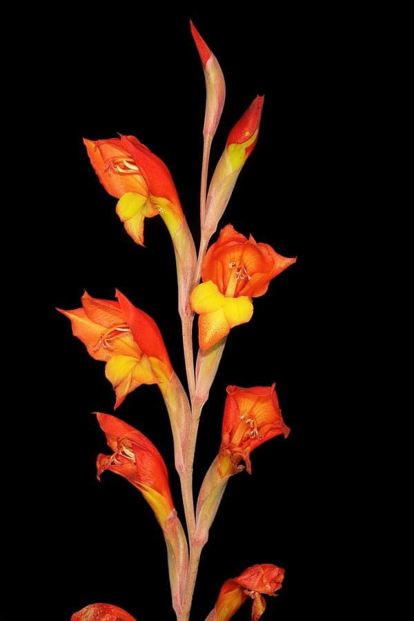 Stately flowers of Primel Gladiolus