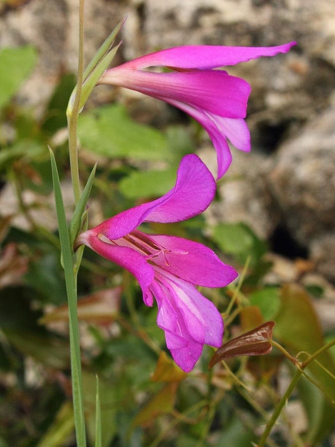 Gladiolus illyricus in volle bloei op een zonnige helling met paarse bloemen tegen een achtergrond van gras en rotsen