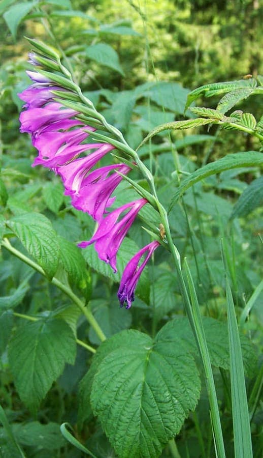 Lila blühende Gladiolus imbricatus in voller Größe auf einer sonnigen Wiese
