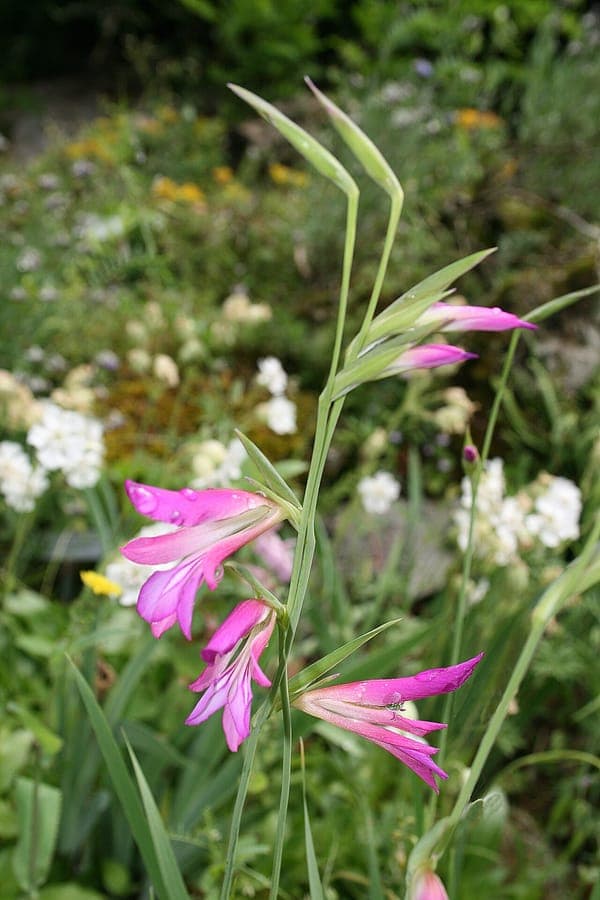 Rotviolette Blüten der Saat-Siegwurz auf einer sonnigen Wiese