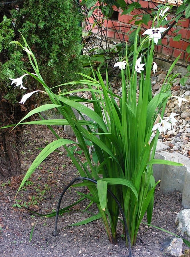 Gladiolus murielae flowers in nature