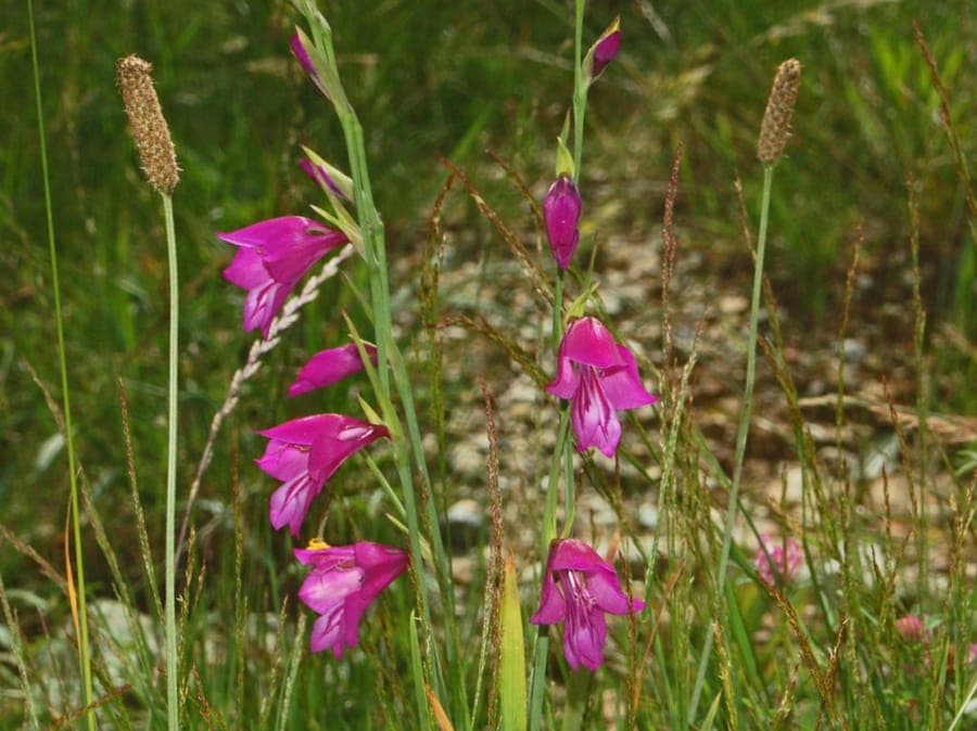 Gladiolus palustris in full bloom at the edge of a pond, surrounded by tall grasses