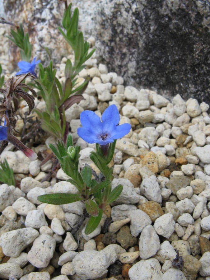 Glandora diffusa with numerous tiny sky-blue flowers and compact growth pattern in rocky setting
