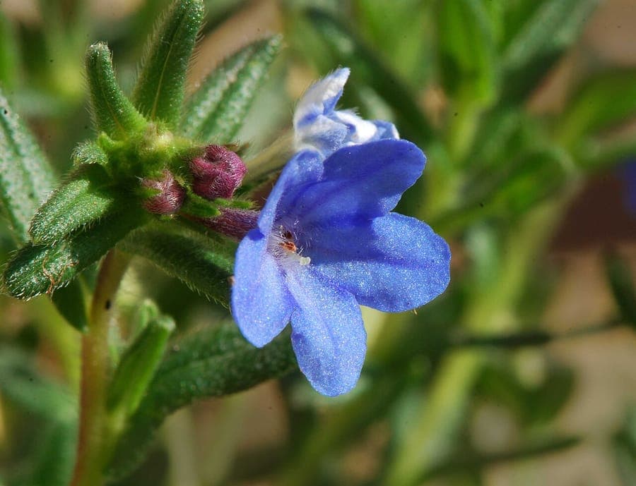 Glandora prostrata with azure-blue flowers and creeping stems