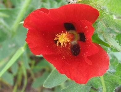 Roter Hornmohn in voller Blüte an einem sonnigen Standort mit gut durchlässigem, kalkhaltigem Boden