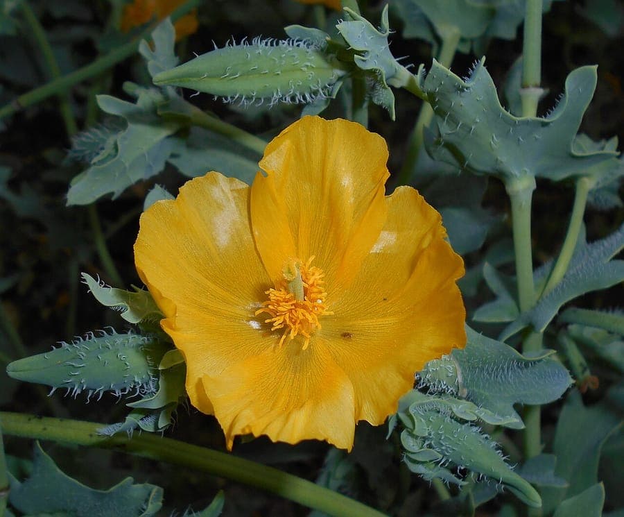 Glaucie jaune en pleine floraison sur une bande de sable côtier avec ciel bleu en arrière-plan