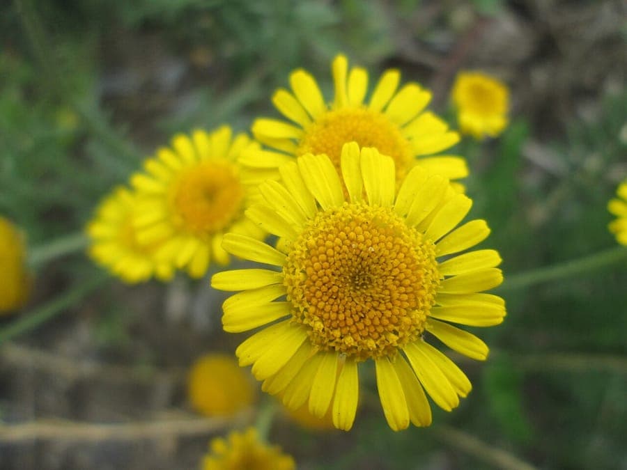 Saatwucherblume in voller Blüte in einer sonnigen Rabatte mit Bienen in der Nähe