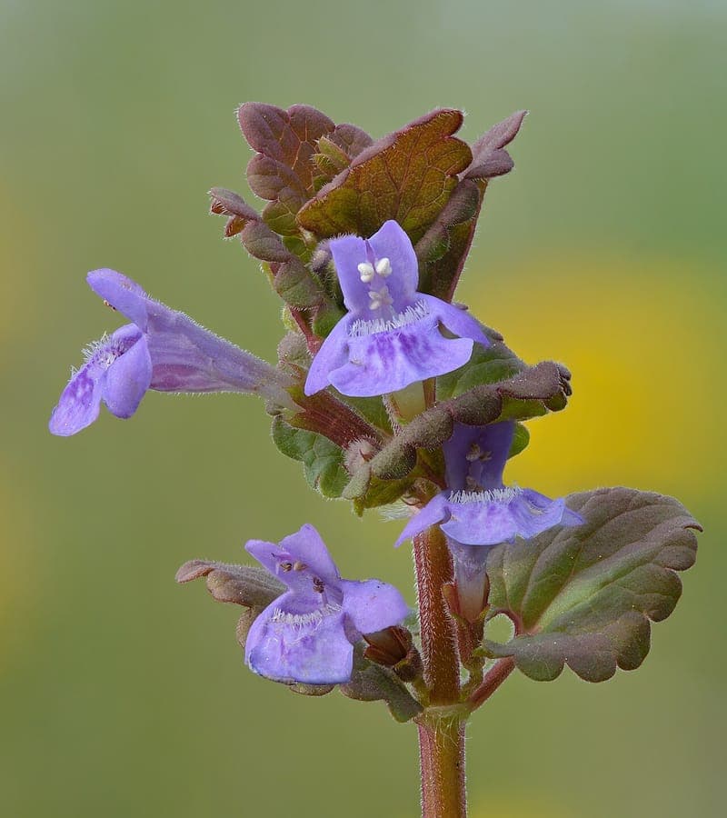 Efeu-Ehrenpreis mit violetten Blüten und efeuartigem Blattwerk