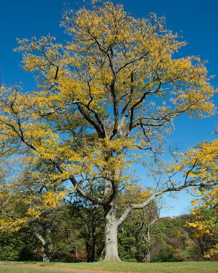 Mature Three-thorn-acacia in full leaf during early summer with long seed pods hanging from branches