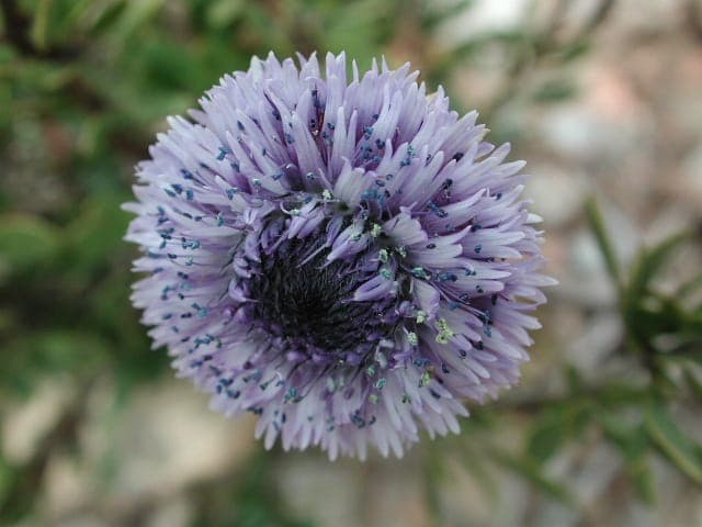 Globularia blue globe-shaped flower
