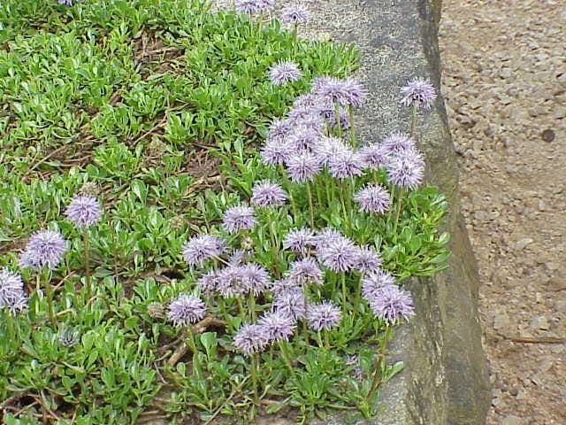 Heart-shaped leaves and blue flowers of Heart-leaved Globe Daisy
