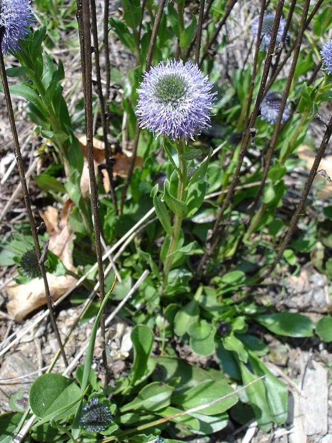 Globularia vulgaris blauwbol blauwe bloeiballen
