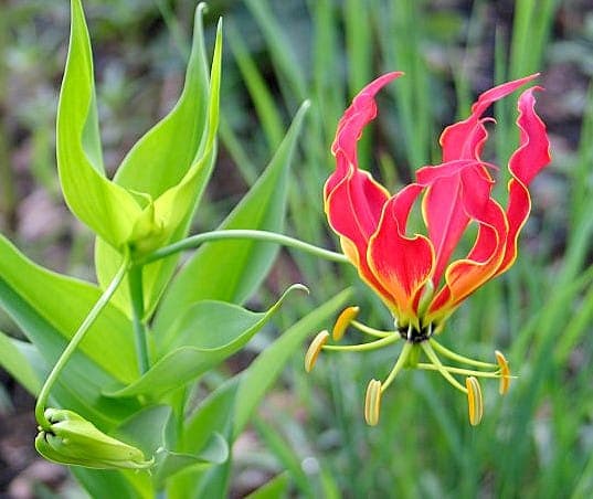 Gloriosa superba with curling tendrils and striking fiery red and yellow flowers in a partially shaded garden spot