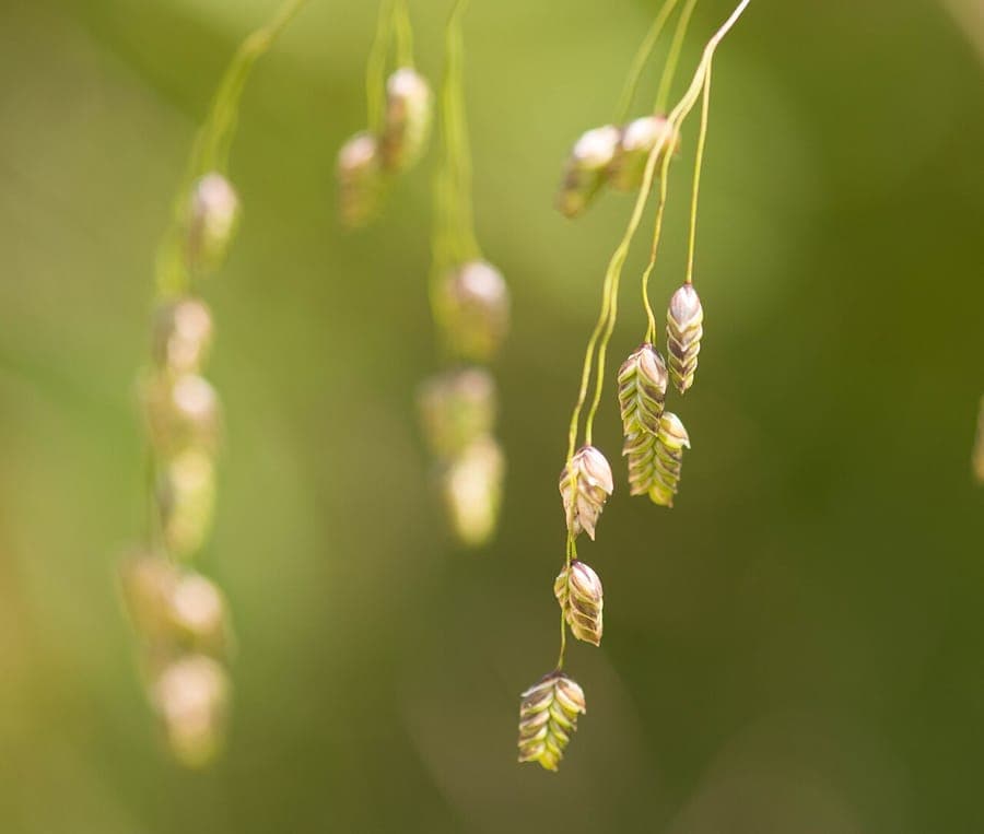 Glyceria canadensis elegant green grass growth