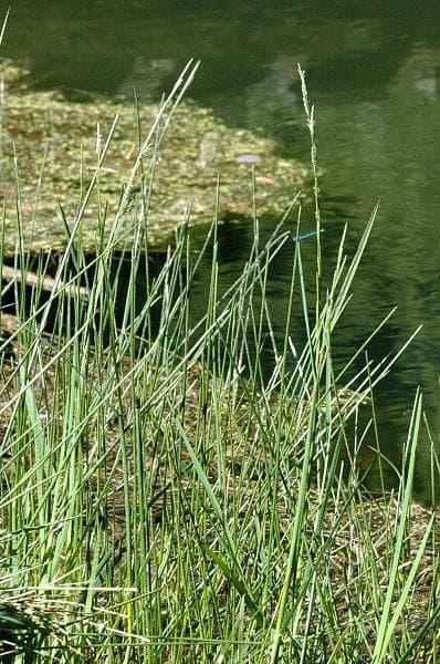Watermannagras groeiend langs waterrand met groene gevederde pluimen