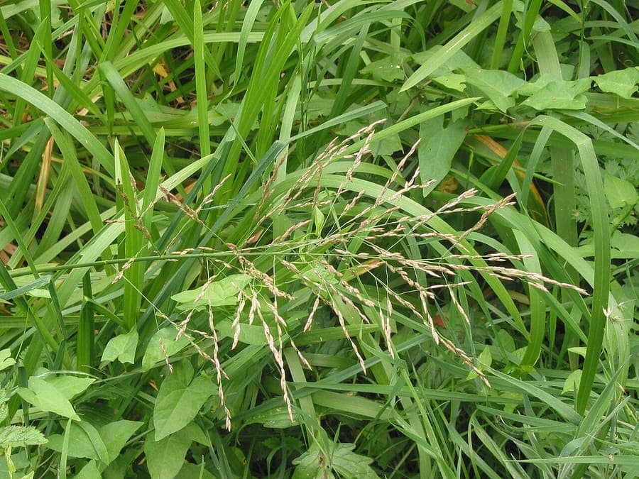 Dichte kluiten Liesgras aan de rand van een natuurlijke vijver, met lichtgroene bloemen boven het blad uitstekend