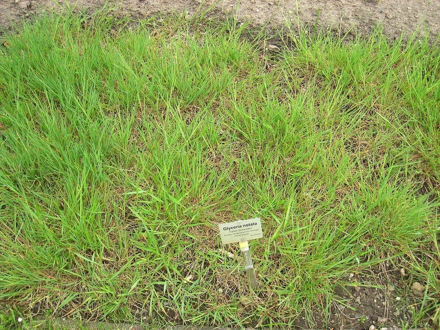 Stomp vlotgras in volle bloei langs de oever van een tuinvijver, met gefronste bladeren en lichtgroene bloemaren