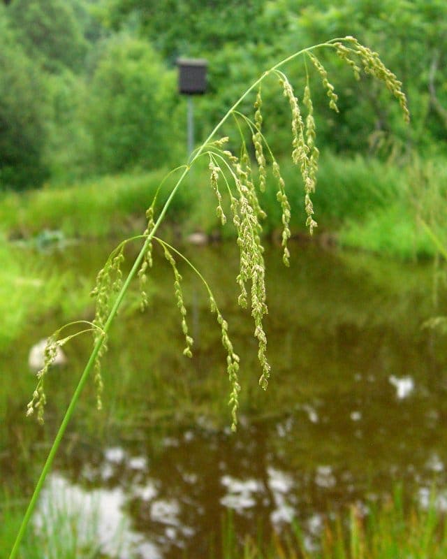 Glycérie striée en pleine floraison le long d'une rive ombragée et humide