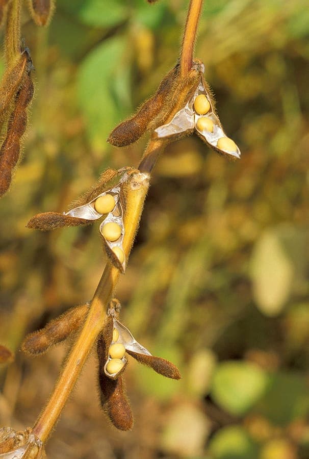 Soya plant with mature soybean pods