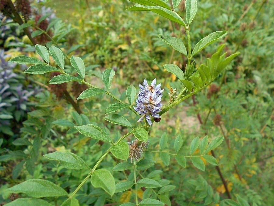 Glycyrrhiza echinata with spiny pods and purple flowers in full growth