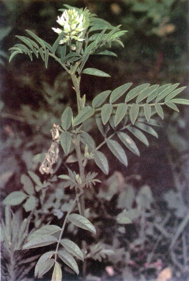 Flowering American licorice plant with white flower spikes