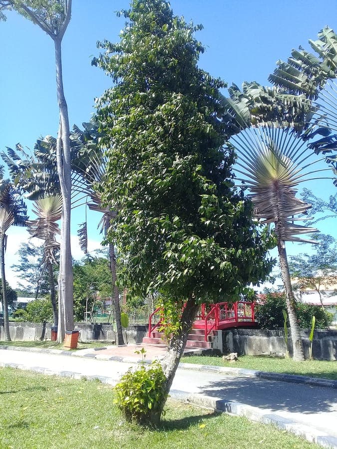 Gnetum gnemon Spanish joint-fir plant