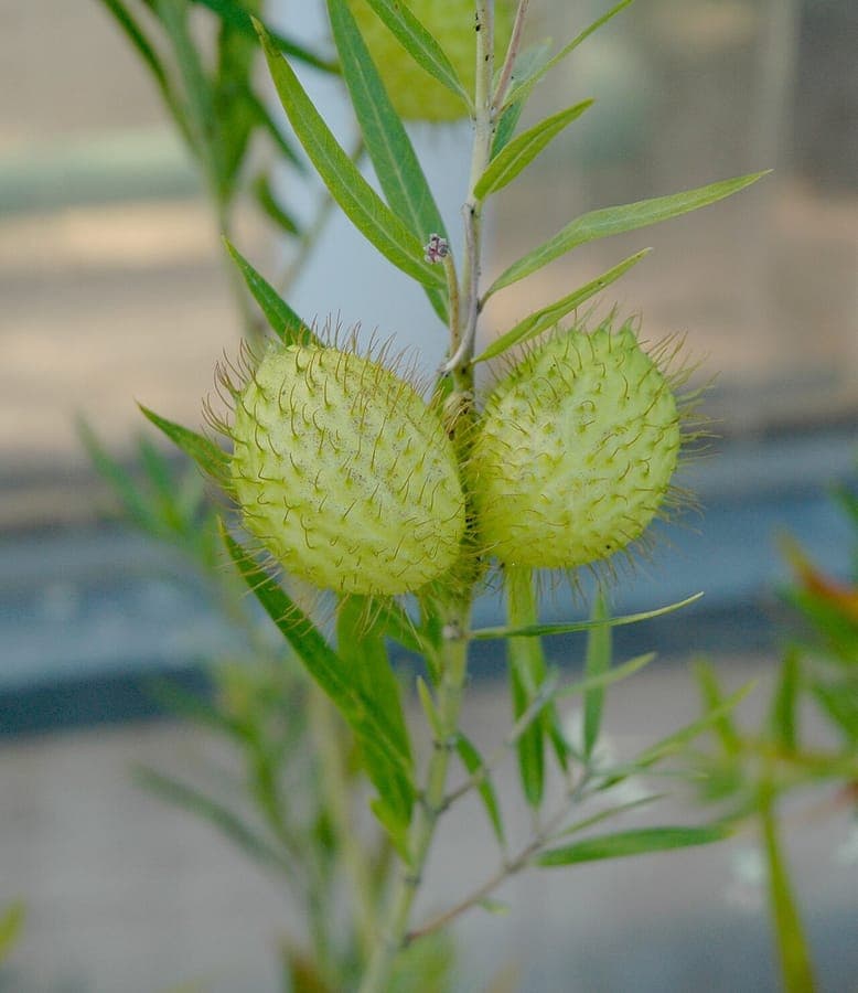 Witte bloemen en opvallende zaadkapsels van Gomphocarpus fruticosus