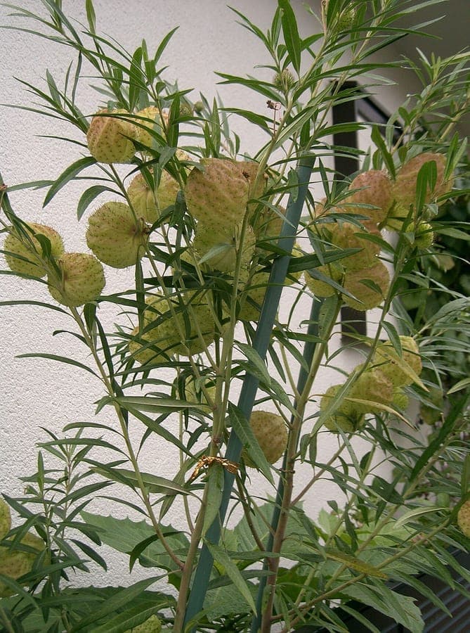 Balloon cotton bush showing characteristic balloon-like fruits
