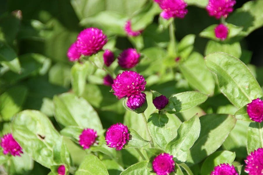 Gomphrena globosa displaying characteristic spherical flower heads in purple, pink, and white