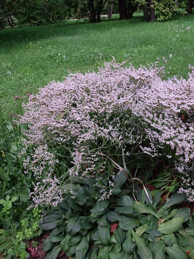 Goniolimon tataricum flower clusters
