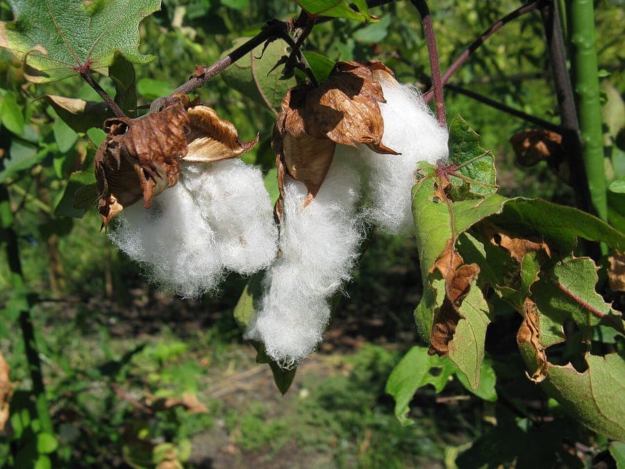 Bloeiende katoenplant met karakteristieke bloemen en vruchten