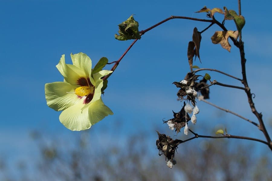 Gossypium barbadense katoenplant met bloemen en bolls