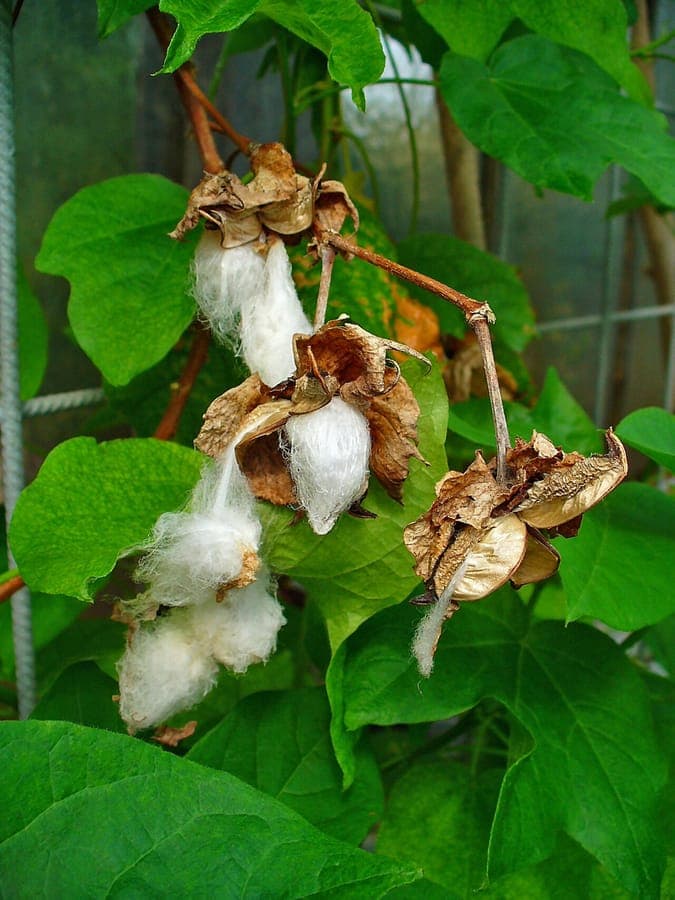 Plante de Gossypium herbaceum avec fleur et capsules de coton