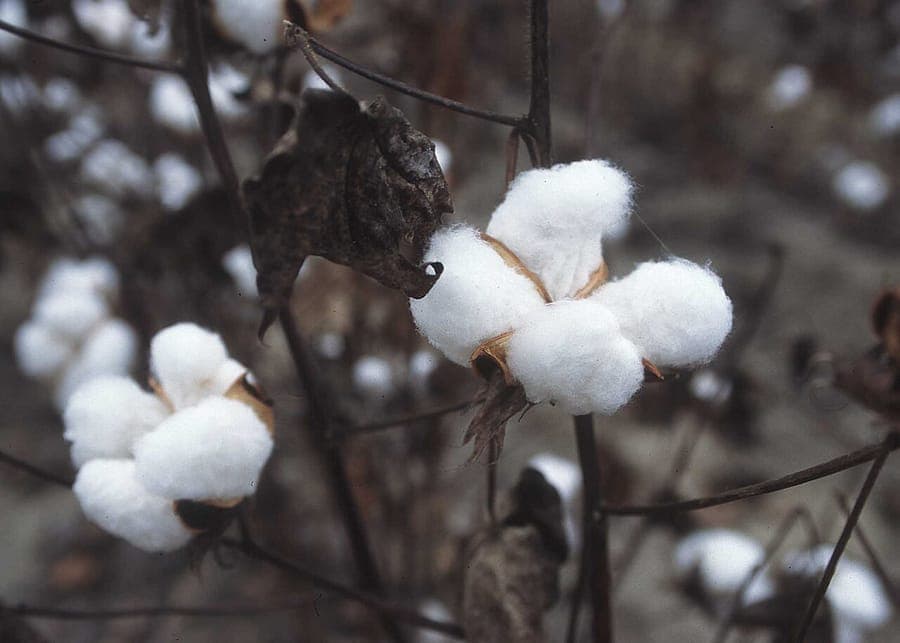 Volwassen Gossypium hirsutum plant met open katoenbollen en rode bloemen in een zonnige tuinomgeving