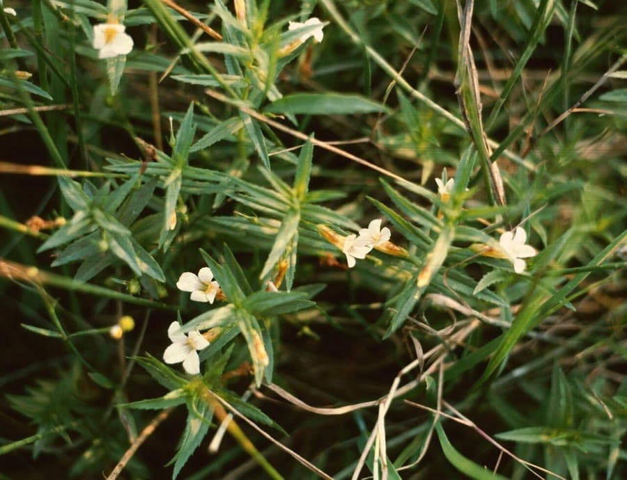Hedge-hyssop blooming in a damp woodland setting with white flowers among mossy ground
