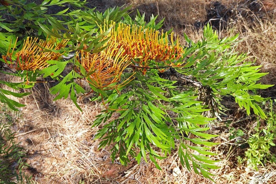 Grevillea robusta with elegant feathery foliage and orange-gold flowers