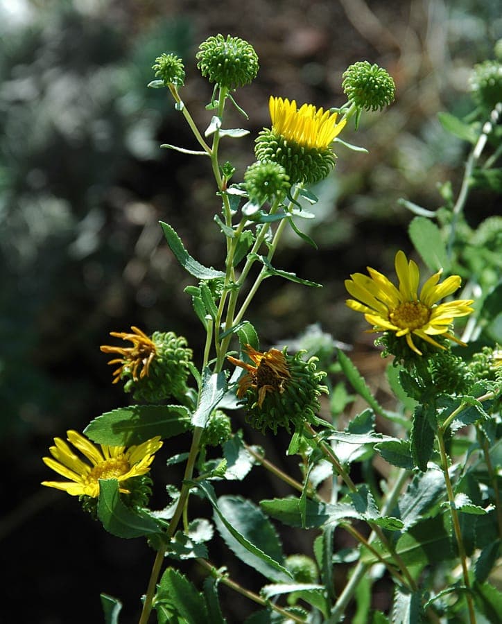 Grindelia squarrosa in volle bloei op een zonnige zomerse dag, omgeven door droge graslanden