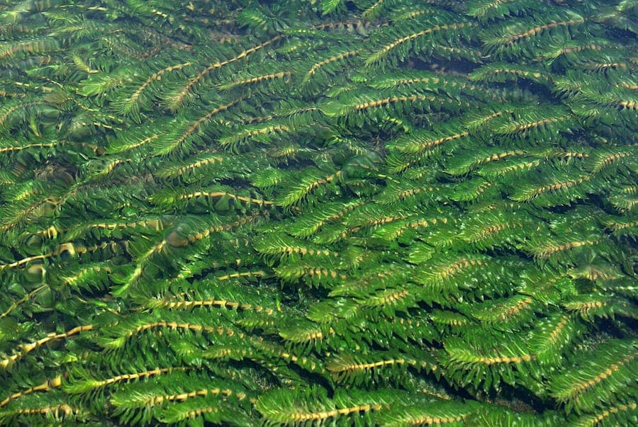 Groenlandia densa underwater plant with small leaves in aquarium