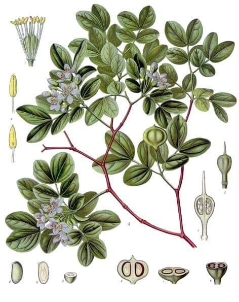 Green leaves and blue flowers of Guaiacum officinale