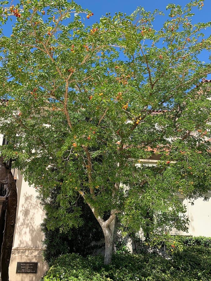 Guaiacum sanctum tree with blue flowers