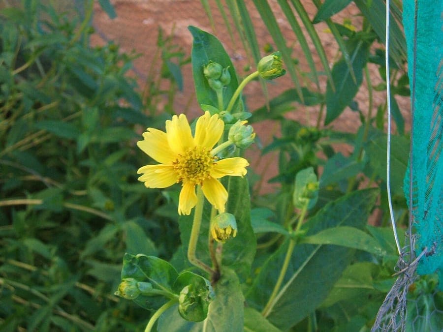 Fleurs jaunes vif de noug en pleine floraison sur un terrain ensoleillé