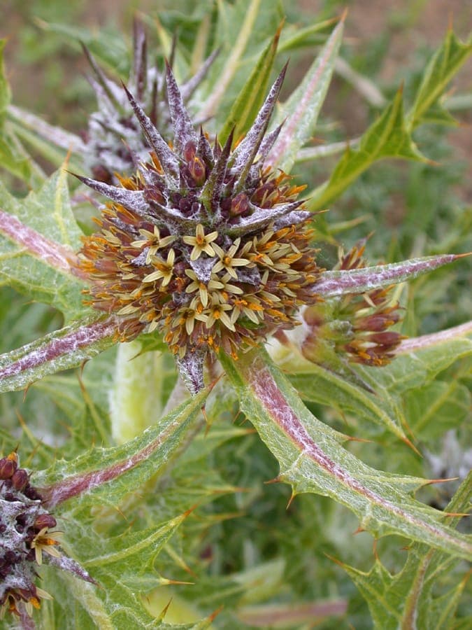 Fleur Gundelia tournefortii avec fleurons pourpre-tinge en grappes denses