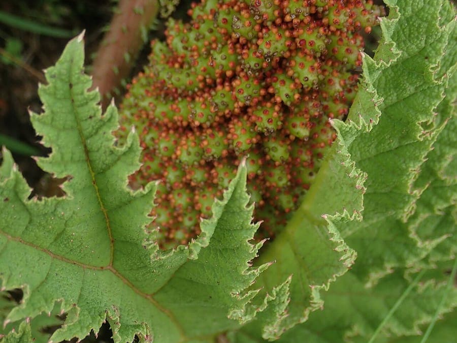 Grote, ruwe bladeren van de gewone gunnera in een vochtige tuinomgeving
