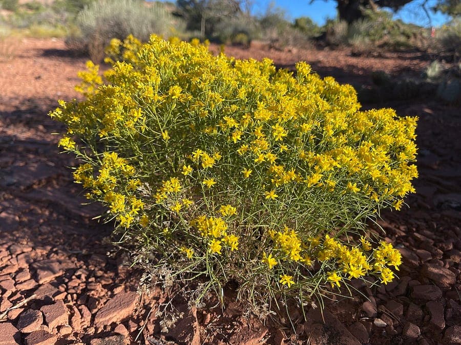 Gutierrezia sarothrae mit dichten gelben Blueten auf trockenem Steppenboden