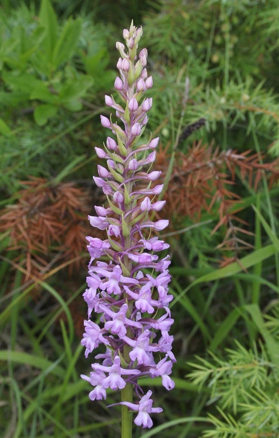 Gymnadenia conopsea orchidée parfumée avec fleurs roses foncé odorantes
