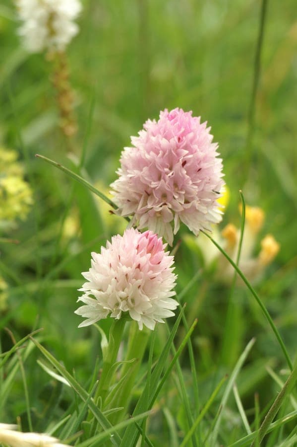 Gymnadenia lithopolitanica flower spike