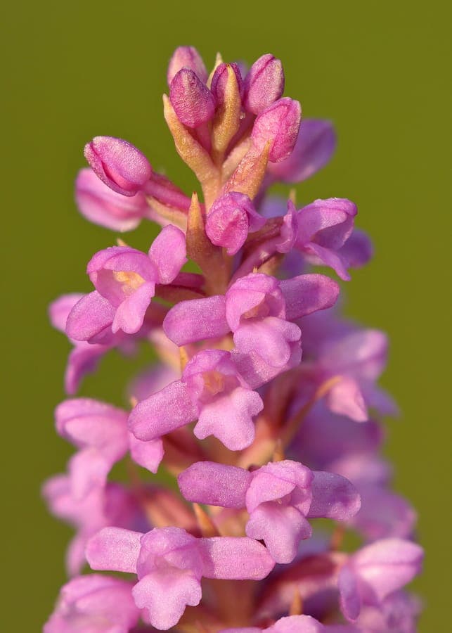 Orchis odorant en pleine floraison dans une prairie ensoleillée